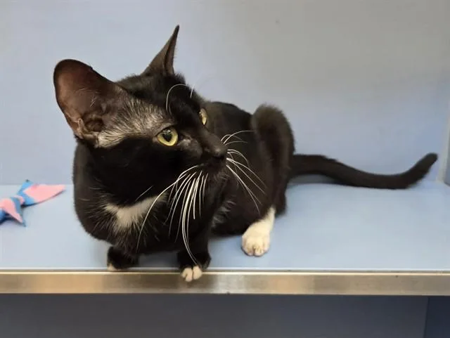 A young medium-sized male Domestic Short Hair cat named Beanie for adoption in Martinez, CA