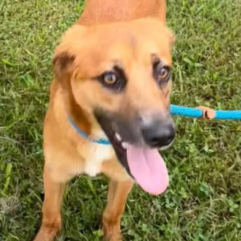 A young small-sized male Brown / Chocolate Terrier dog named Trace for adoption in Falls Church, VA