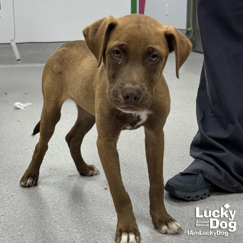A baby medium-sized female Labrador Retriever dog named Mimosa for adoption in Washington, DC