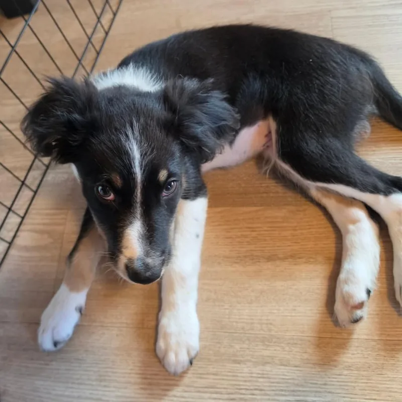 A baby small-sized male Black Mixed Breed dog named Peck for adoption in Buffalo, MN