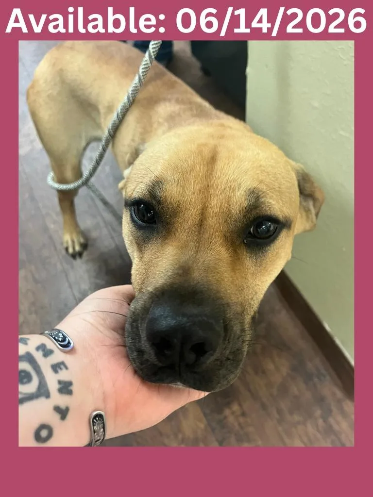 A young medium-sized female Black Mouth Cur dog named Dog Kennel for adoption in Greenville, TX