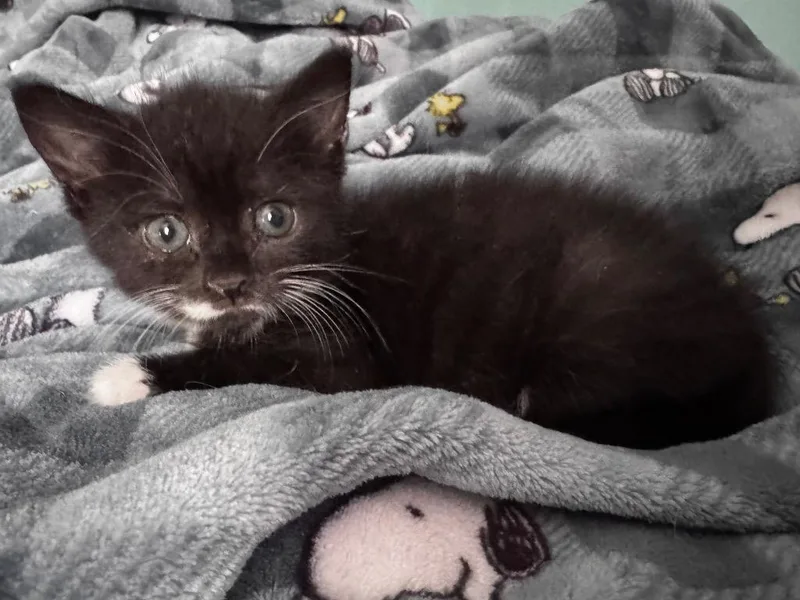 A baby small-sized female Domestic Short Hair cat named Olive for adoption in Clinton, SC