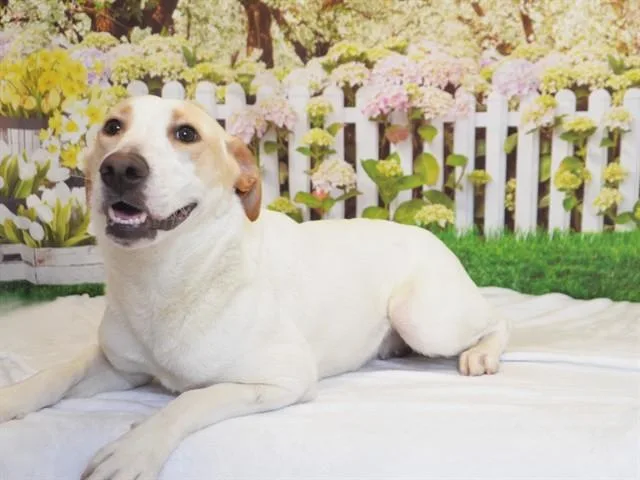 A young small-sized female Labrador Retriever dog named Bailey for adoption in Oroville, CA