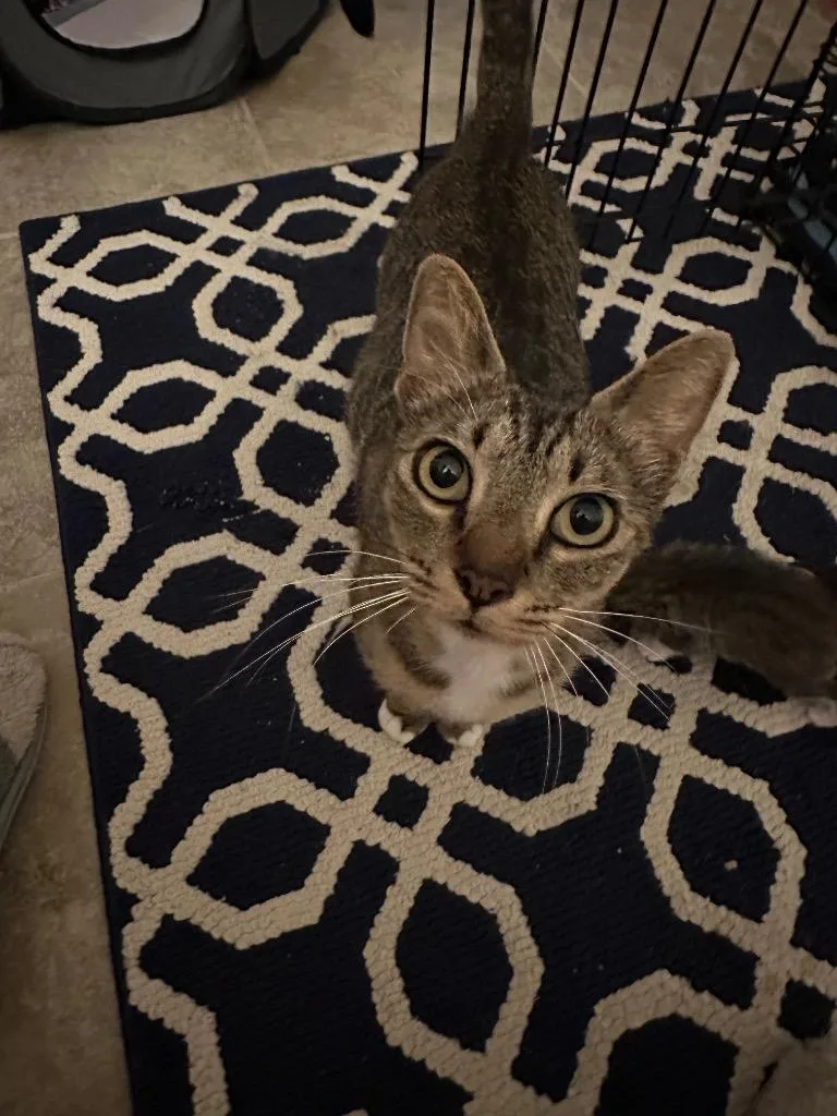 A young medium-sized female Domestic Short Hair cat named Liberty for adoption in Spring, TX