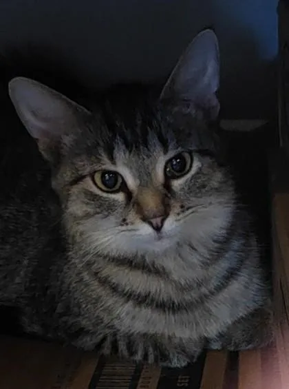 An adult medium-sized female Domestic Short Hair cat named Star for adoption in Shawano, WI