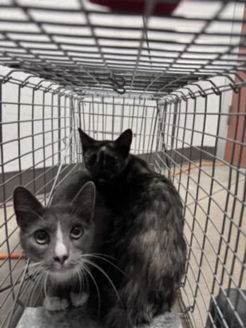A young small-sized female Domestic Short Hair cat named Mewtwo for adoption in Chatsworth, CA