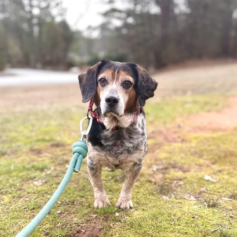 An adult medium-sized male Brown / Chocolate Beagle dog named Fish Stick for adoption in Peachtree City, GA