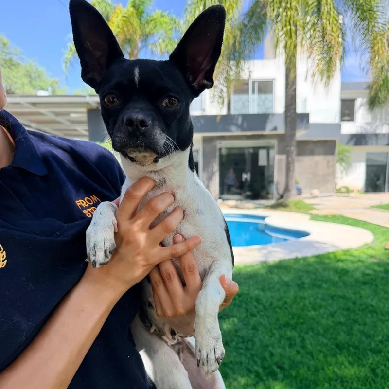 A young small-sized female Harlequin Boston Terrier dog named Nayla for adoption in Manvel, TX