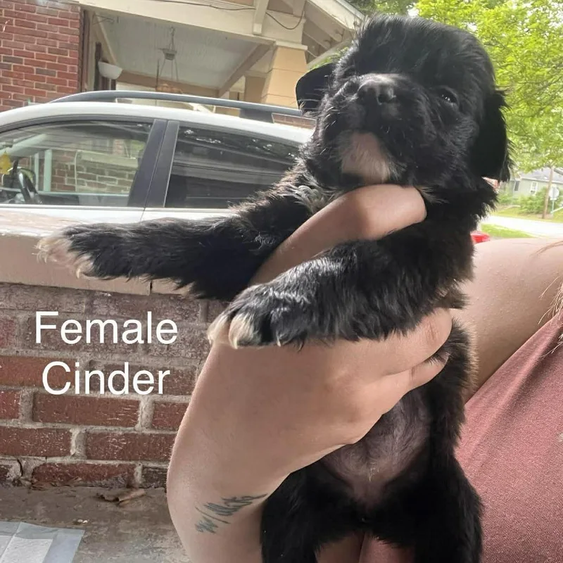 A baby medium-sized female Black Pit Bull Terrier dog named Cinder for adoption in Overland Park, KS