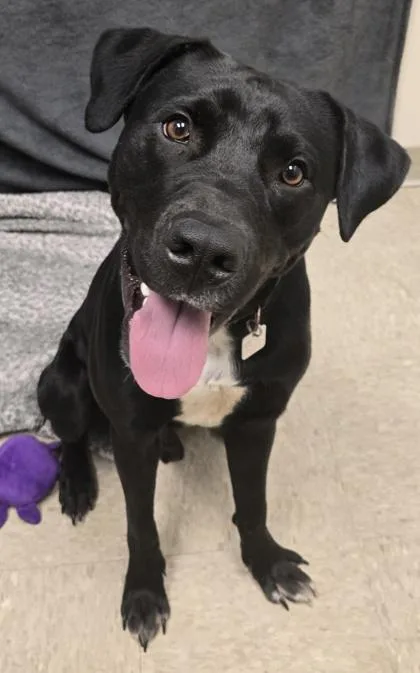 A young medium-sized male Black Mixed Breed dog named Casper for adoption in Hamilton, OH