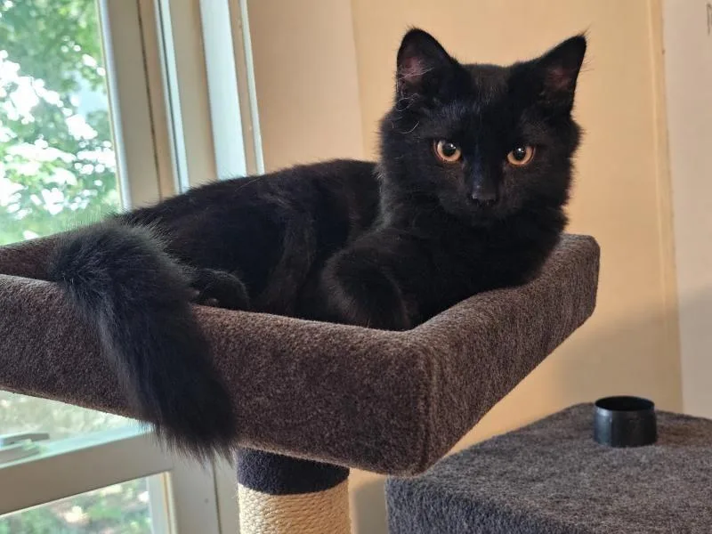 Finnegan