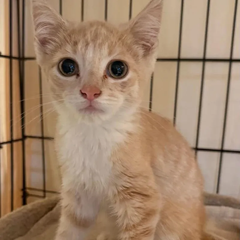 A baby small-sized male Orange / Red Domestic Short Hair cat named Oliver for adoption in Long Island City, NY