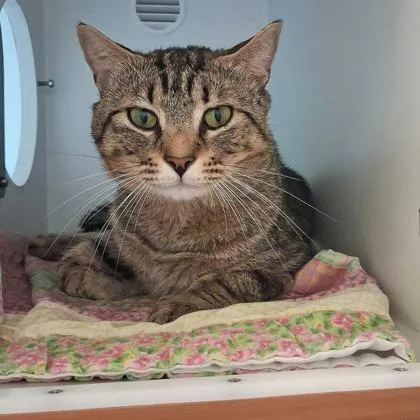 An adult medium-sized male Domestic Short Hair cat named Hamilton for adoption in Fairfax, VA