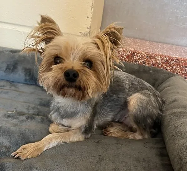 An adult small-sized female Yorkshire Terrier dog named Tia for adoption in Stratham, NH