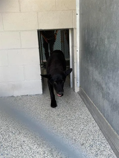 A young large-sized male German Shepherd Dog dog named Charlie for adoption in Brunswick, GA