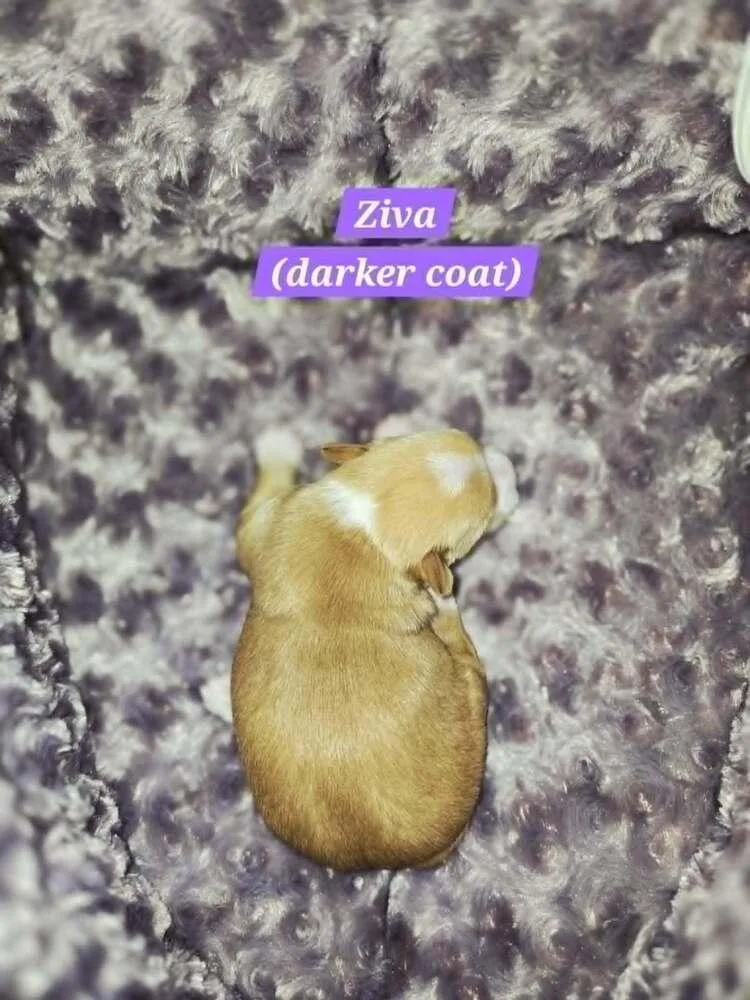Ziva thumbnail 2