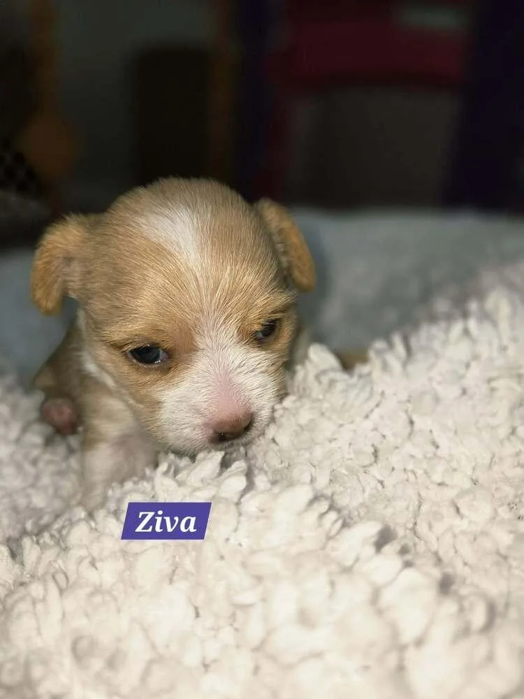 Ziva thumbnail 5