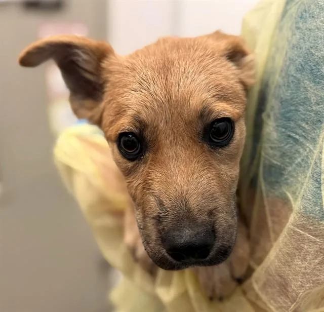 A baby small-sized male Carolina Dog dog named Julius for adoption in Tucson, AZ