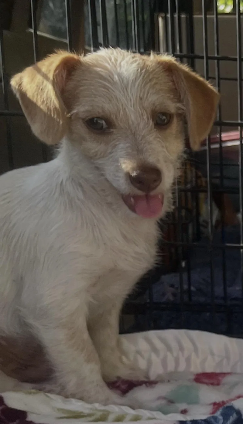 A baby small-sized male Chihuahua dog named Pail for adoption in Winder, GA