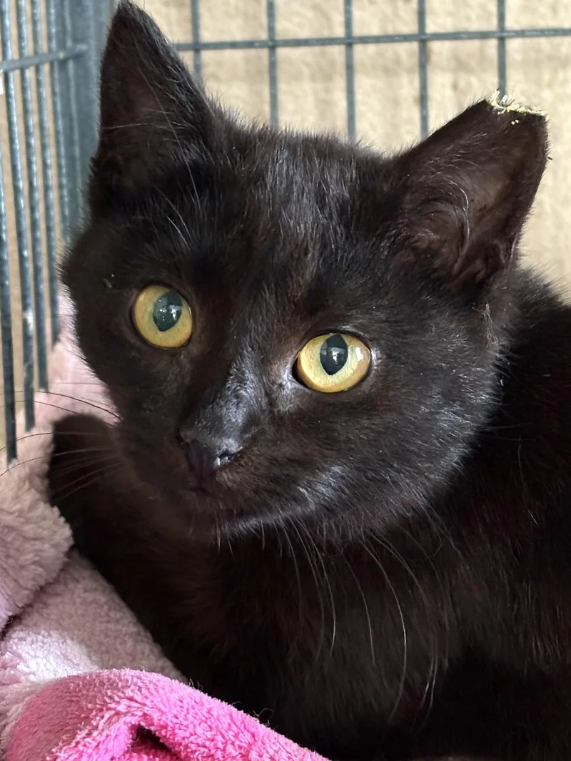 A baby small-sized female Black Domestic Short Hair cat named Luna for adoption in Belvidere, IL