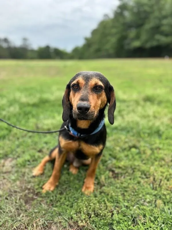 An adult medium-sized male Yellow / Tan / Blond / Fawn Hound dog named Waylon for adoption in Aiken, SC