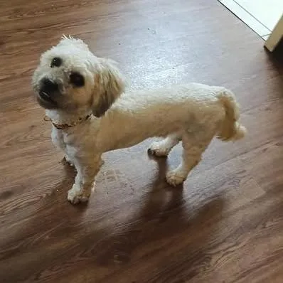 An adult small-sized male White / Cream Shih Tzu dog named Krypto for adoption in Hannibal, MO