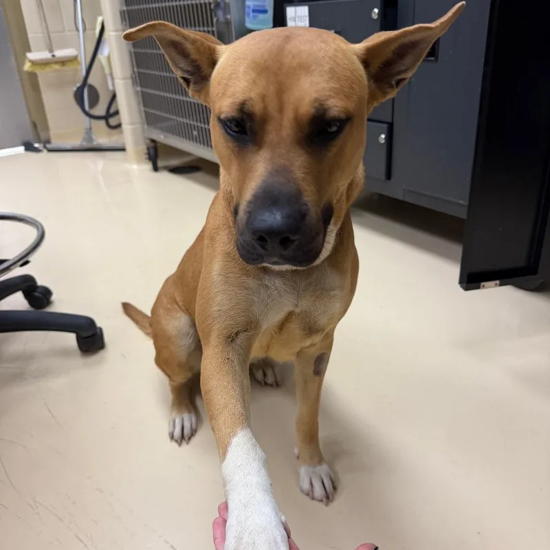 An adult large-sized female Brown / Chocolate German Shepherd Dog named Fiona for adoption in Winston-Salem, NC