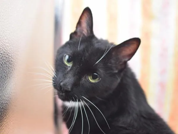 A senior small-sized male Domestic Short Hair cat named Rothbart for adoption in Portland, OR