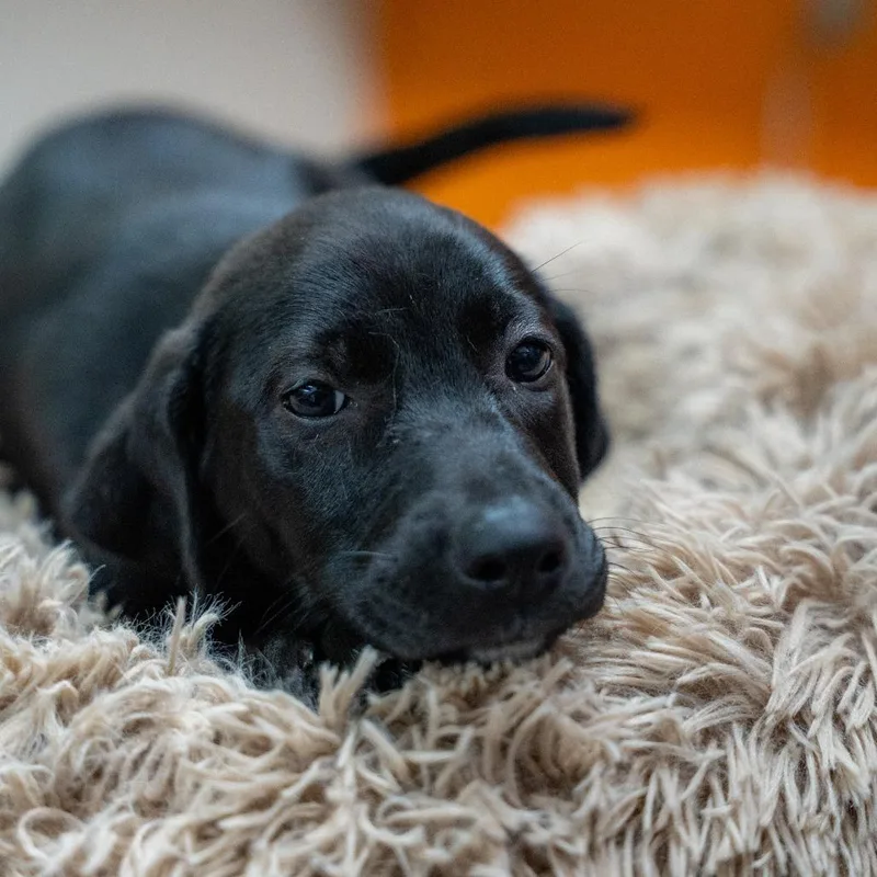 Fiona