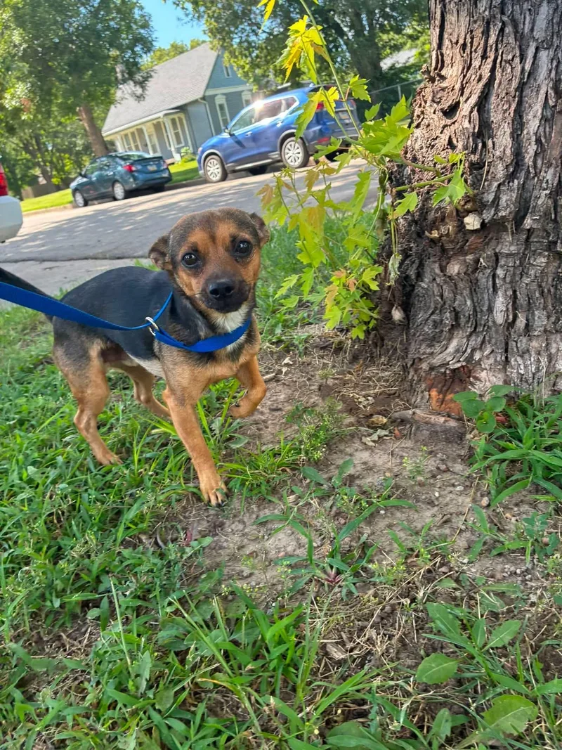 A young small-sized male Bicolor Chihuahua dog named Felix for adoption in Manhattan, KS