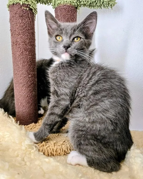 A baby small-sized female Domestic Short Hair cat named Shizuku for adoption in Vallejo, CA
