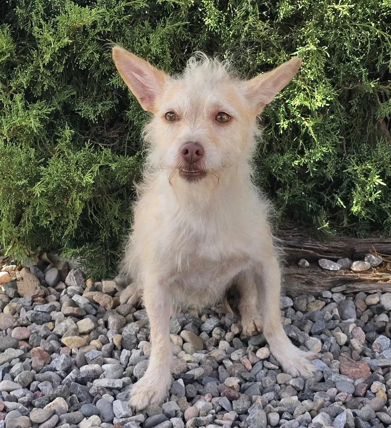 A young small-sized male Yellow / Tan / Blond / Fawn Chorkie dog named Simply Sweet Lil Mr for adoption in Albuquerque, NM