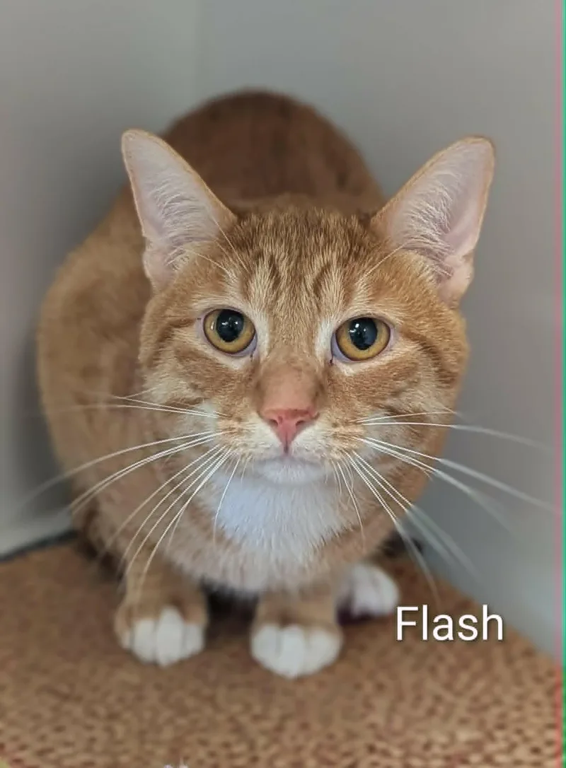 An adult medium-sized male Orange & White Domestic Short Hair cat named Flash for adoption in Flint, MI