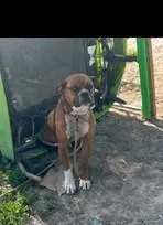 A young large-sized male Yellow / Tan / Blond / Fawn Boxer dog named Brownie JB for adoption in Georgetown, OH