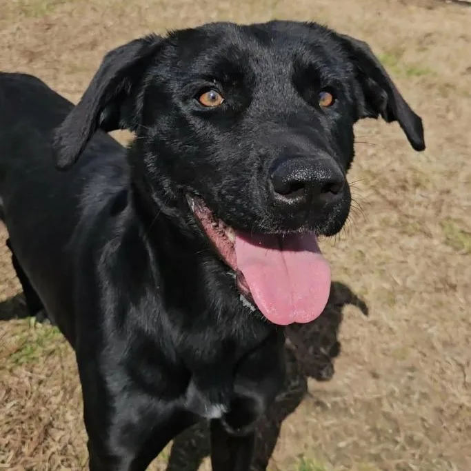 A young medium-sized female Black Labrador Retriever dog named Willow for adoption in Leesburg, GA
