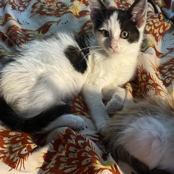 A baby small-sized male White Domestic Short Hair cat named Freddy Meowcury for adoption in Westminster, CA
