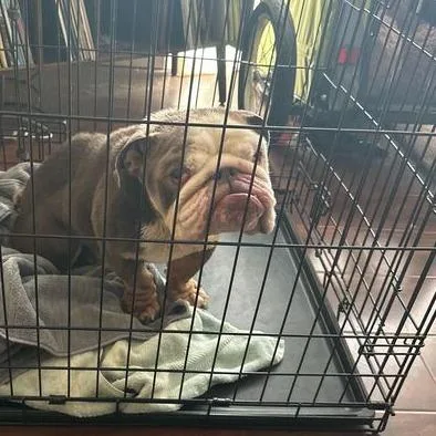 An adult medium-sized male Gray / Blue / Silver English Bulldog dog named Humphrey for adoption in Turlock, CA