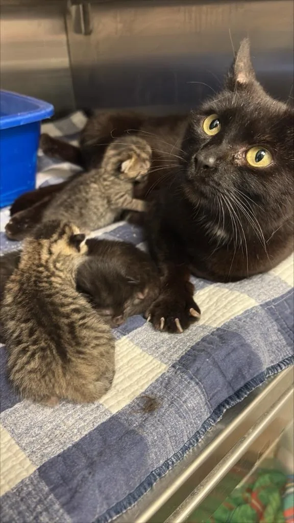 A young small-sized female Domestic Short Hair cat named Miss Piggy for adoption in New Kensington, PA