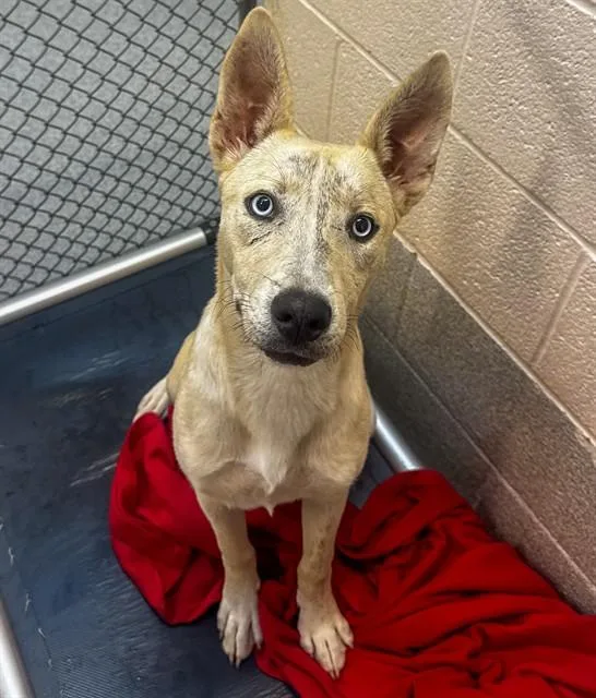 A young medium-sized female Pit Bull Terrier dog named Zena for adoption in Statesville, NC