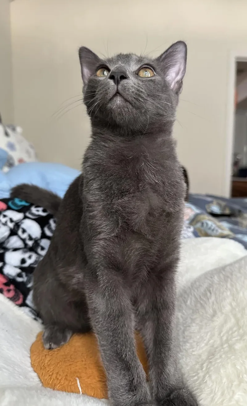 An adult medium-sized male Domestic Short Hair cat named Dusty for adoption in Rockwall, TX