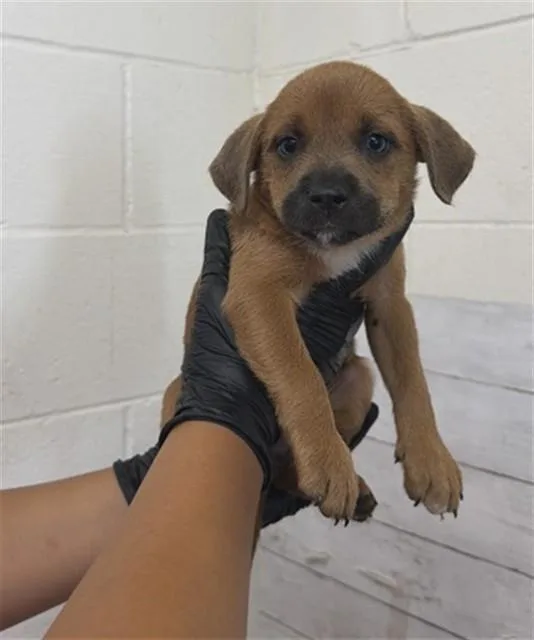 A baby small-sized female Pit Bull Terrier dog named Deciembre for adoption in San Bernardino, CA