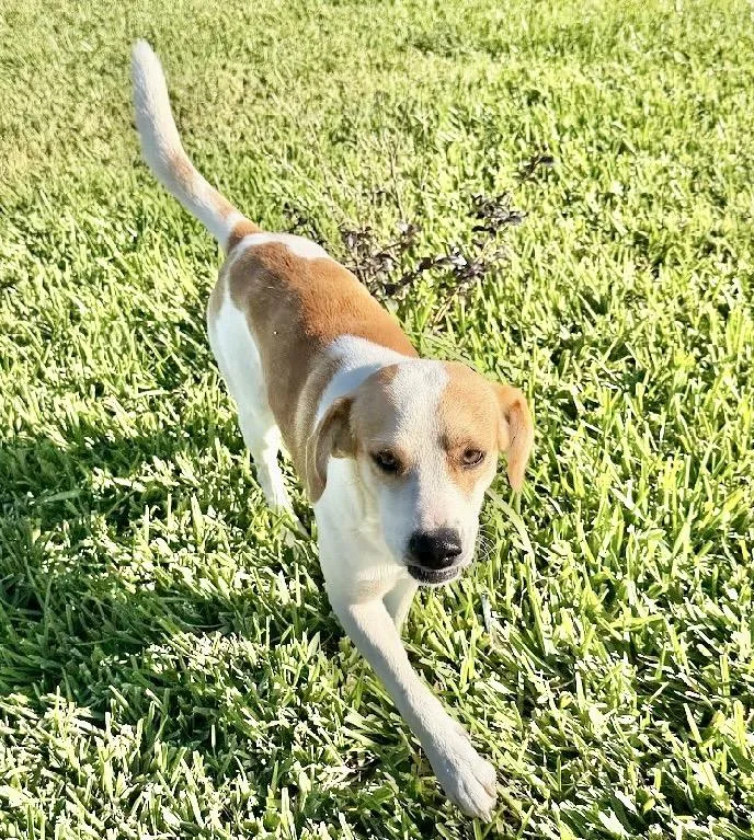 A young medium-sized male White / Cream Beagle dog named Brownie Boy for adoption in Austin, TX