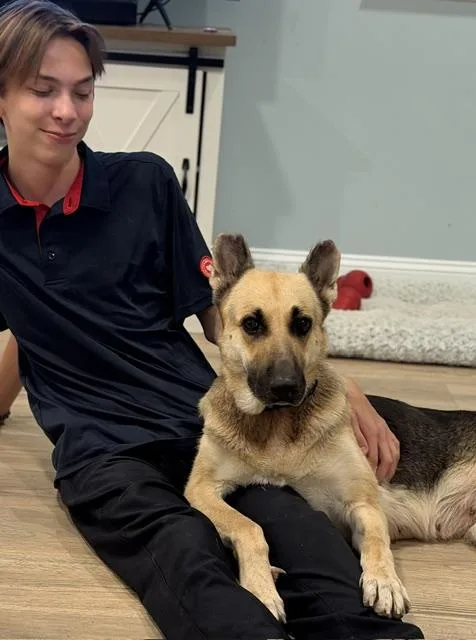 An adult large-sized female Brown / Chocolate German Shepherd Dog dog named Emma for adoption in Irmo, SC