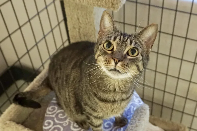 A senior medium-sized female Domestic Short Hair cat named Pumpkin III for adoption in Fountain Hills, AZ