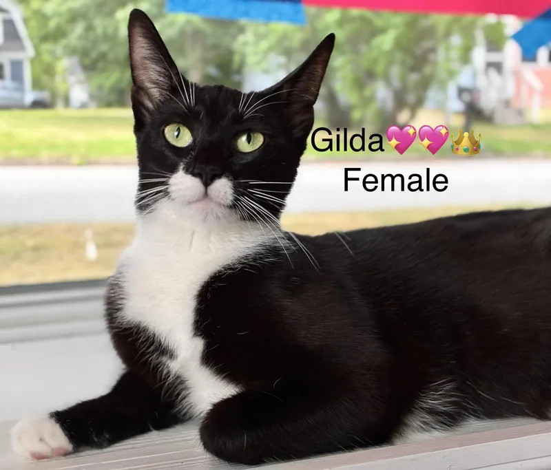 An adult large-sized female Domestic Short Hair cat named Gilda for adoption in Calais, ME