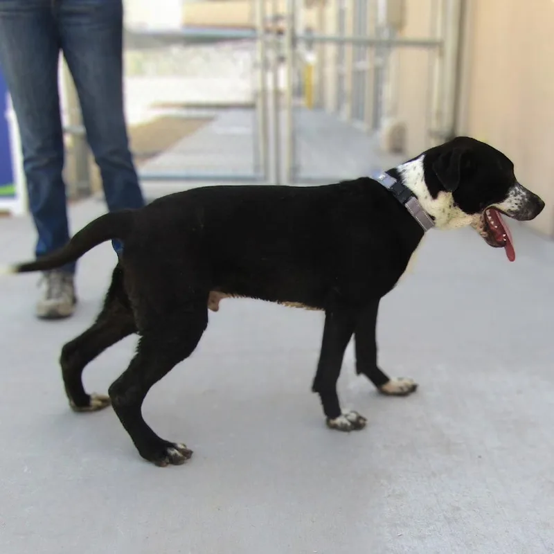 Ducky  Paws thumbnail 4