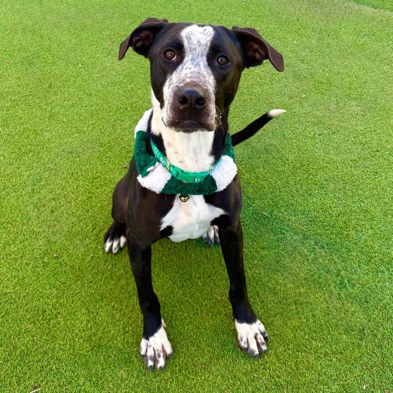 Ducky  Paws thumbnail 5