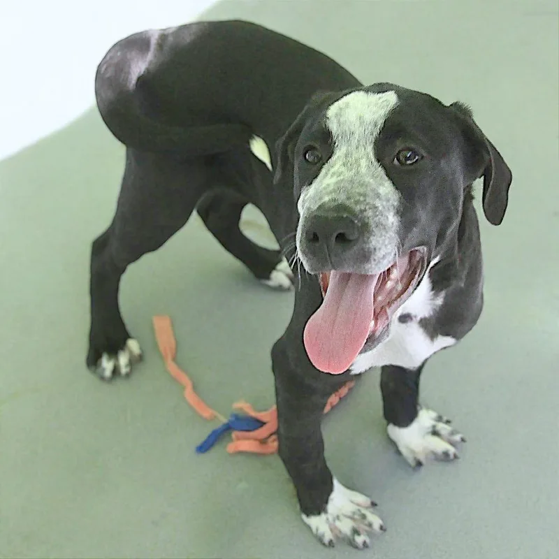 Ducky  Paws thumbnail 6