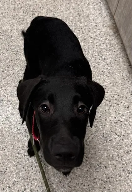 A baby medium-sized female Black Labrador Retriever dog named Hermione for adoption in Kansas City, MO