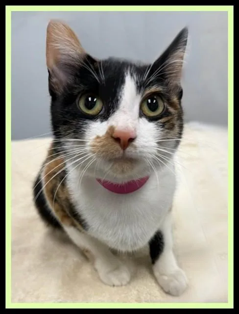 A young small-sized female Domestic Short Hair cat named Elara for adoption in Peoria, IL